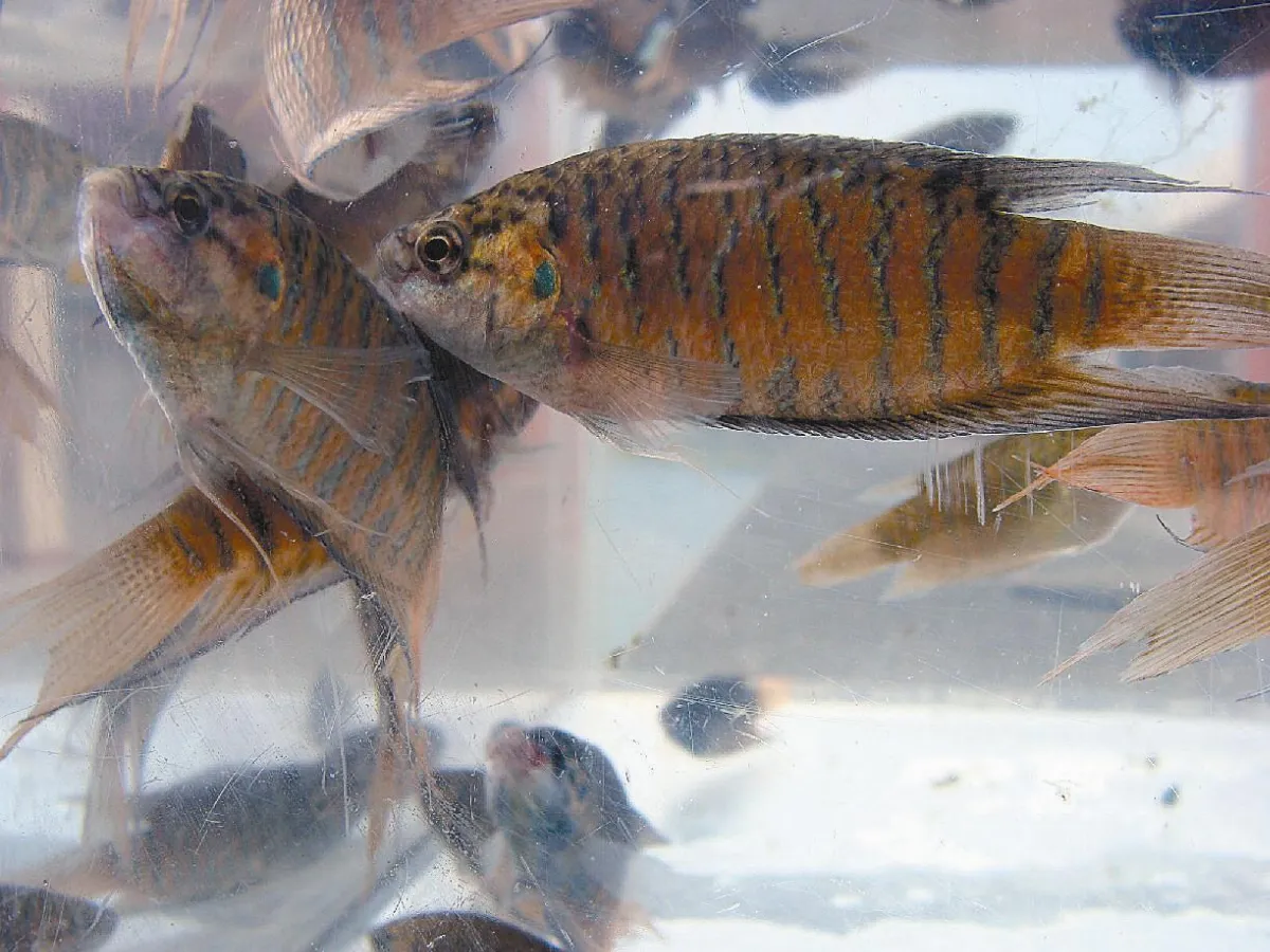 防治登革熱 落實生命教育復育蓋斑鬥魚 149校申請