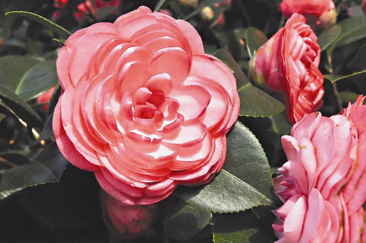 【佛館萬花筒】佛館茶花