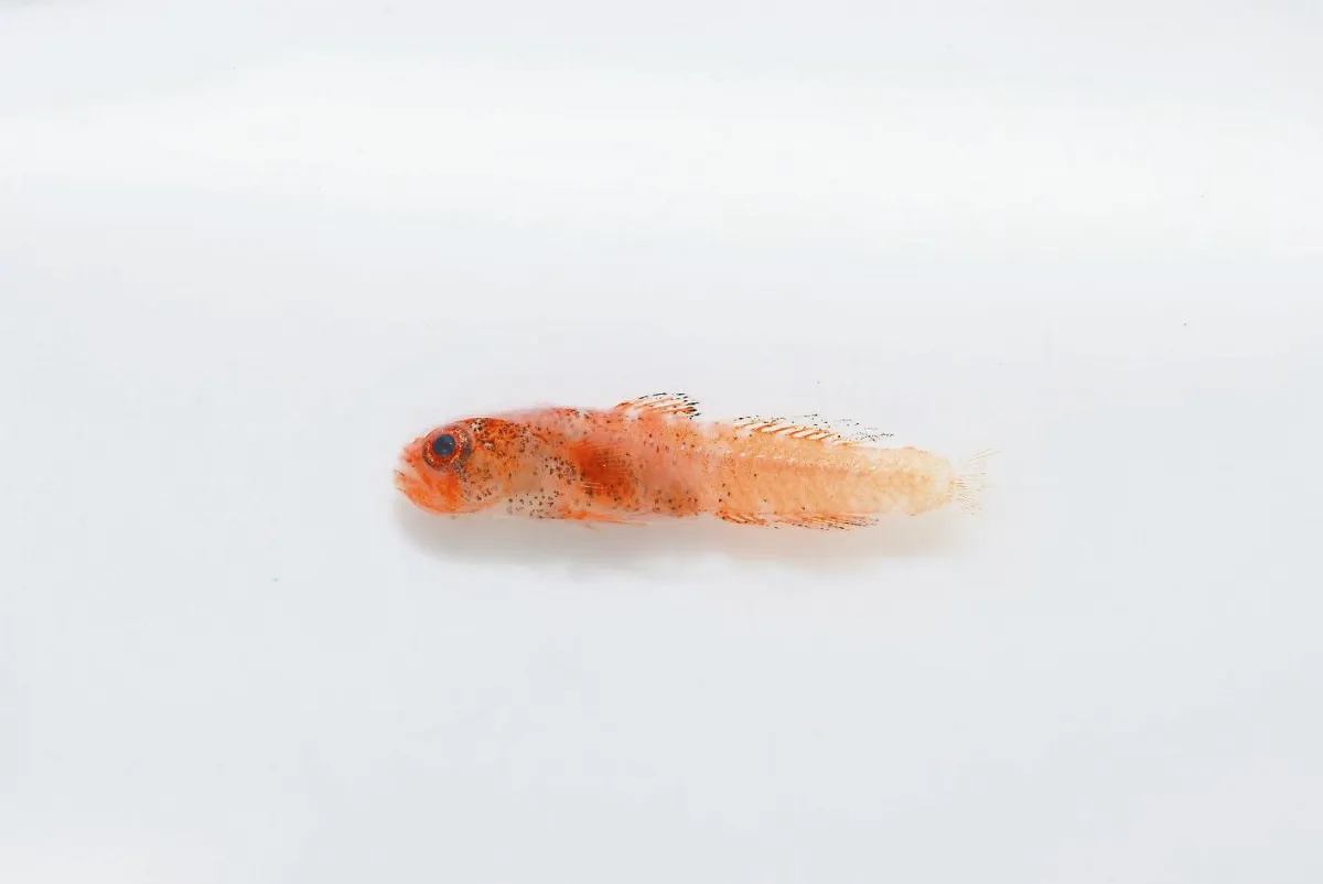 【社區部落格】最小底棲魚 游到東沙