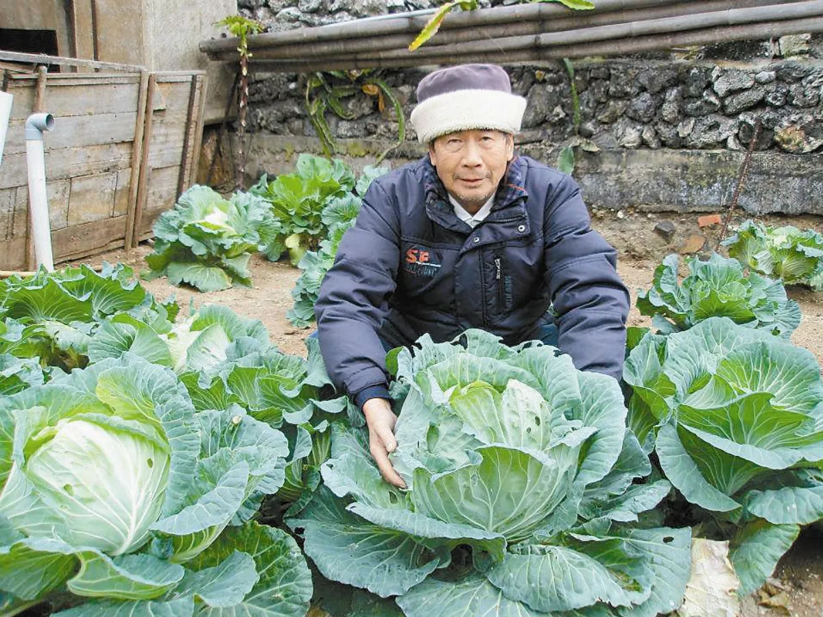 【生活快門】   愛的高麗菜