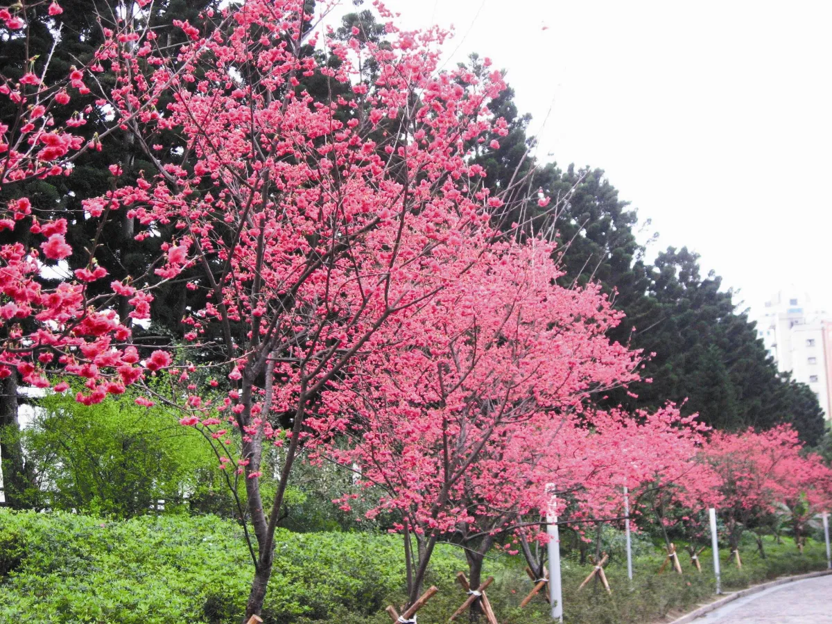 【生活快門】 市區賞櫻趣