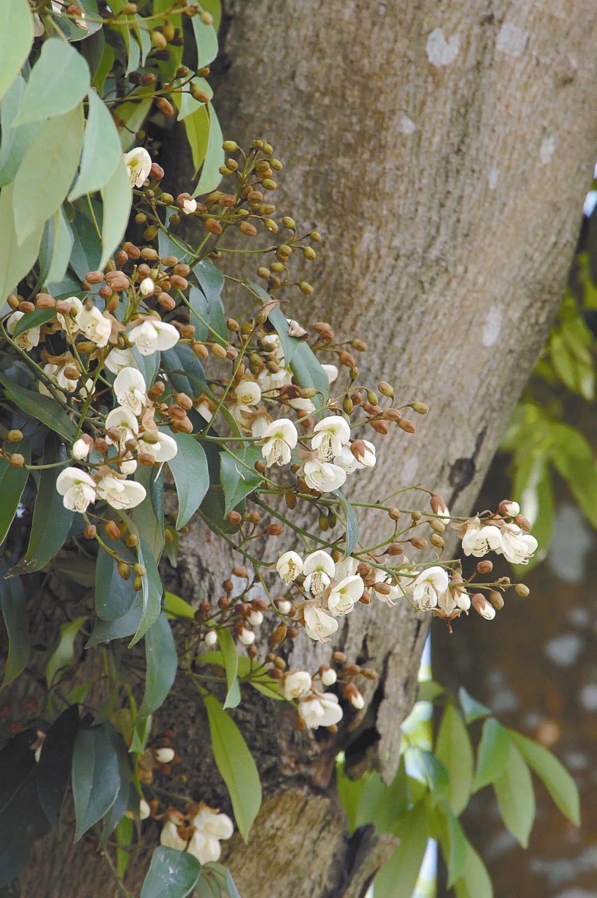 不採集不買賣  生態保育多管齊下