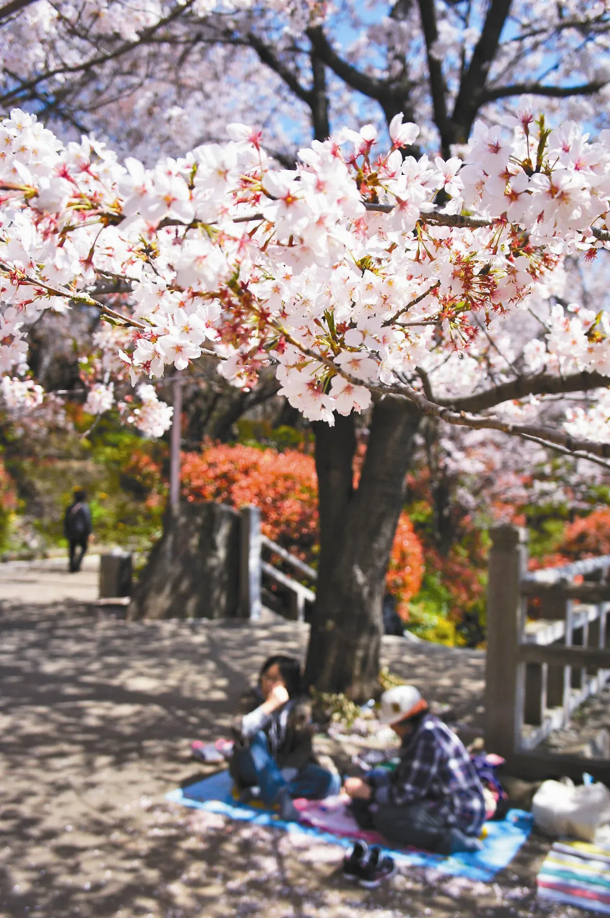 都電荒川之旅 半日東京樂遊