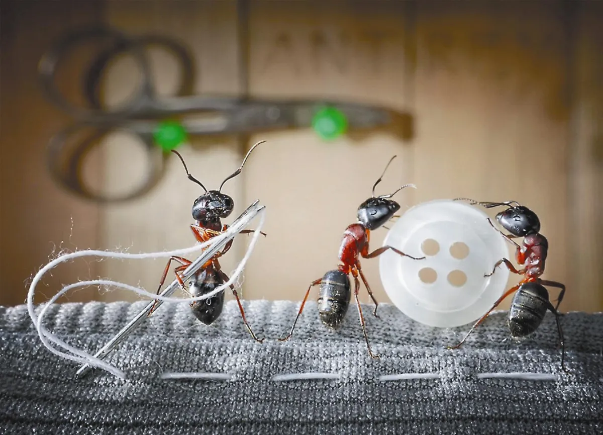 小蟻大兵的童話生活