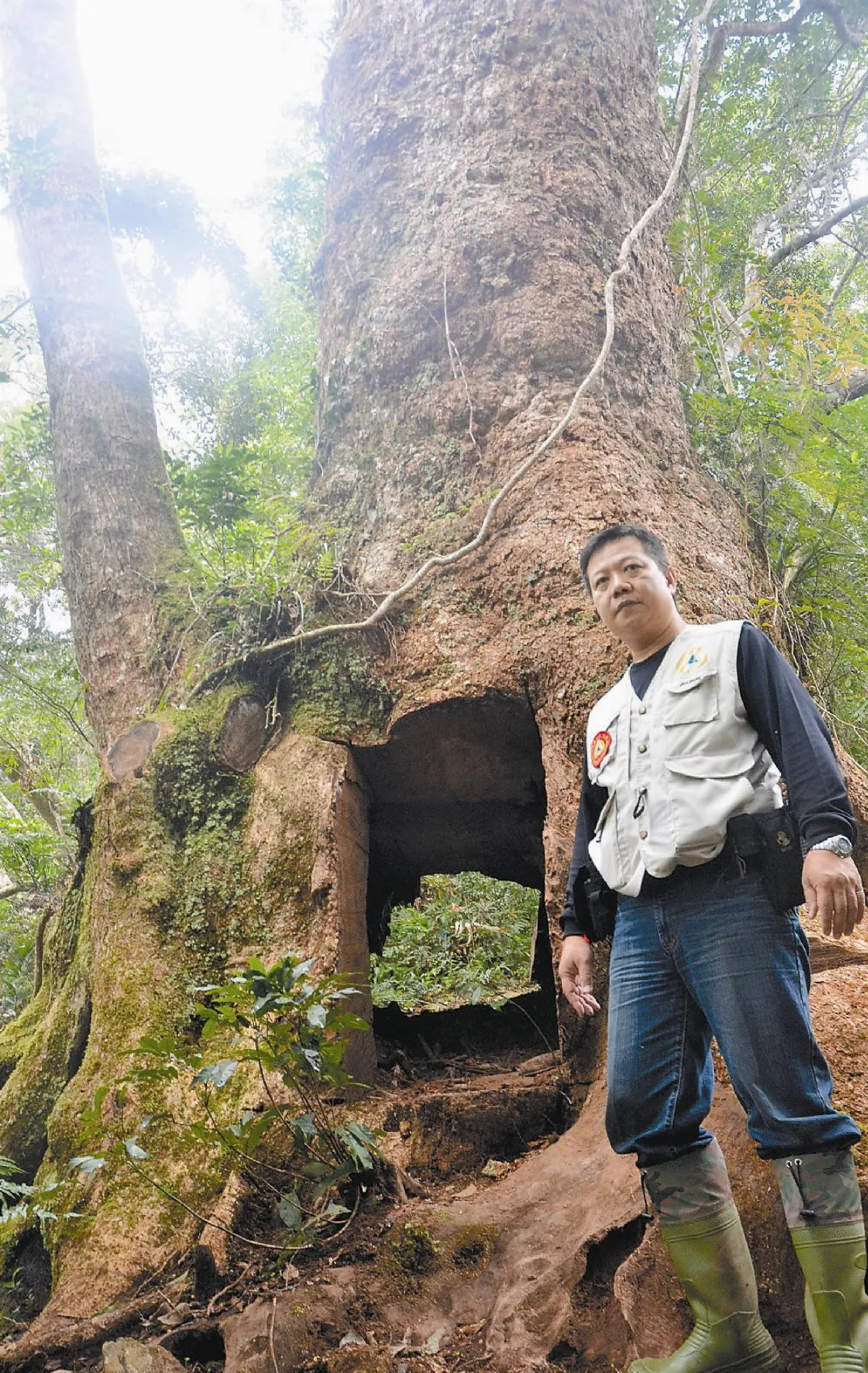 山老鼠肆虐 牛樟開腸破肚