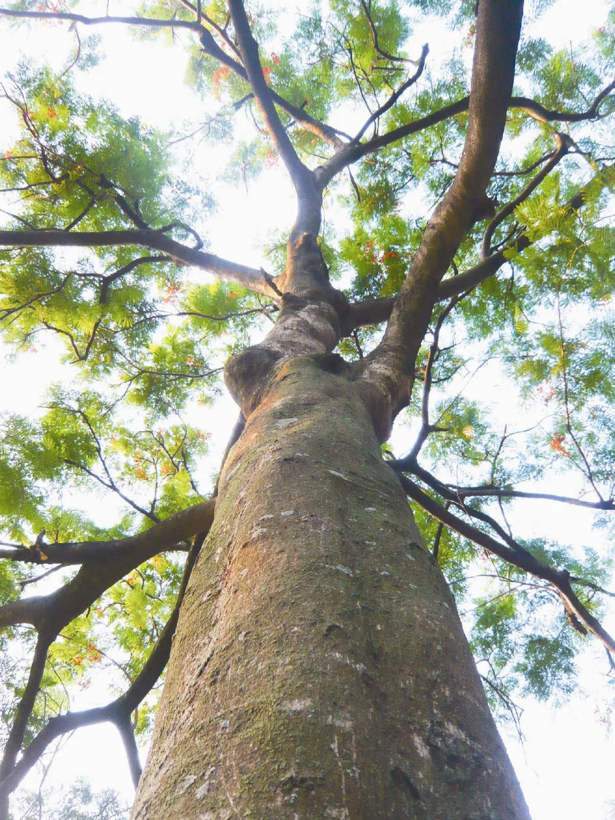 天天地球日種一棵樹