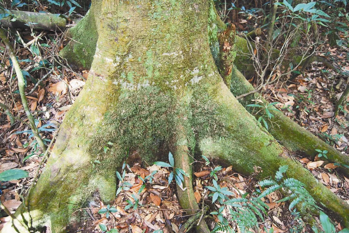 天天地球日種一棵樹