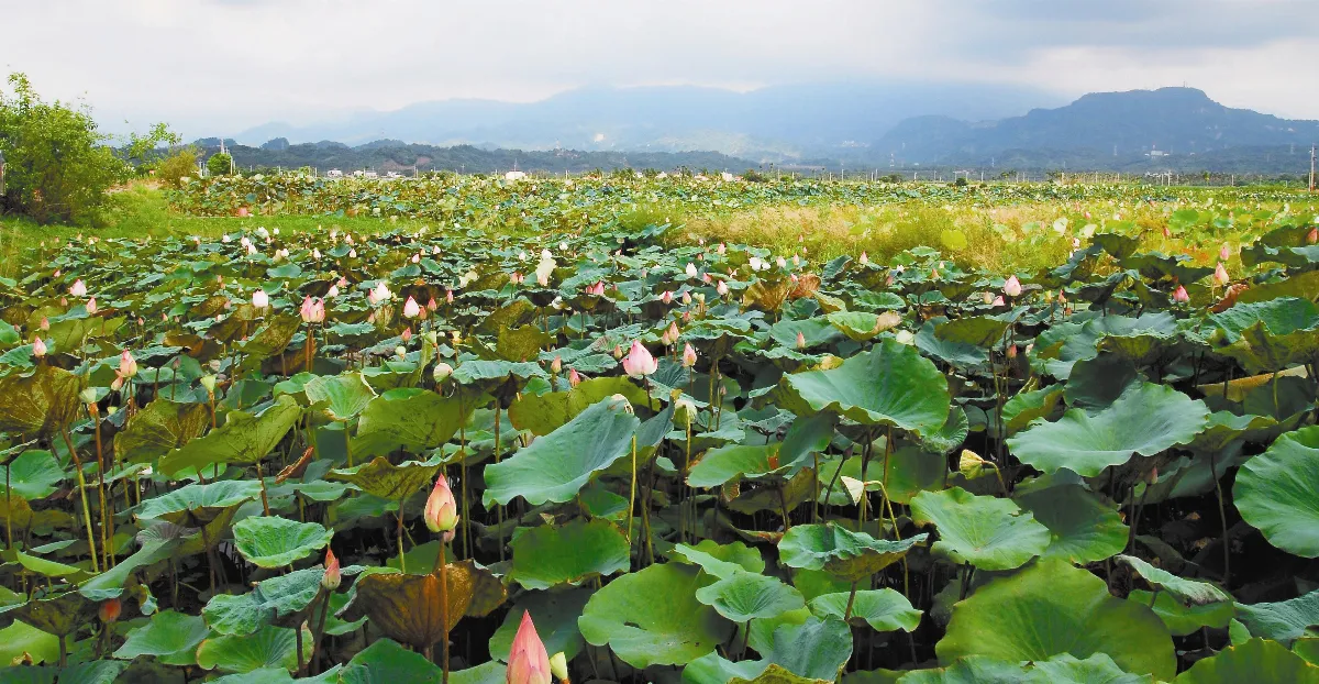 游藝筆記  浣花溪遺事─緣始