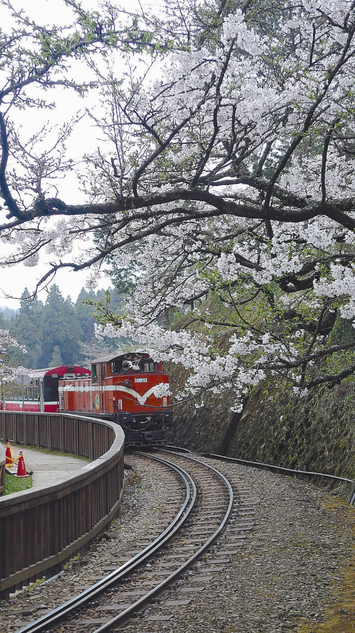 阿里山櫻花季登場 啟動交管