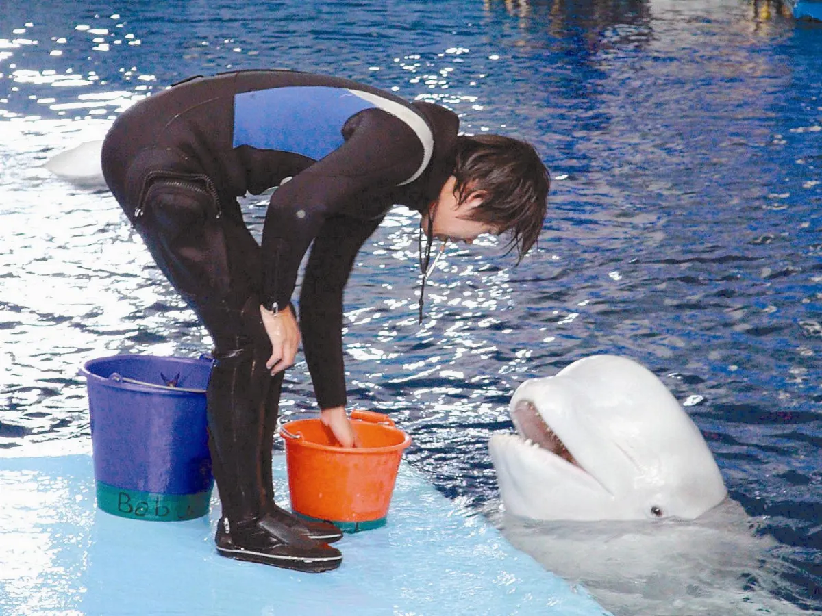 喜迎繁殖季 海洋生物求偶有一套
