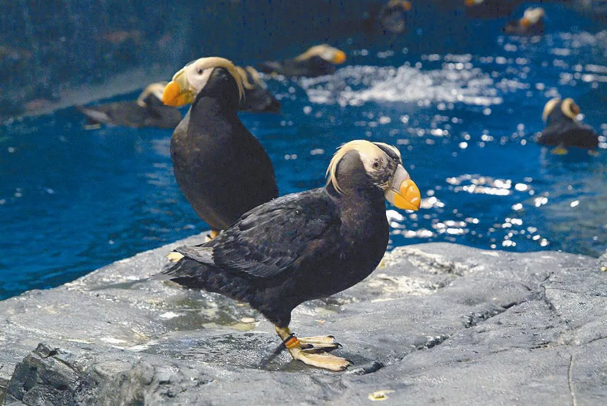 一次產一顆  鳳頭海鸚鵡卵如拳頭大