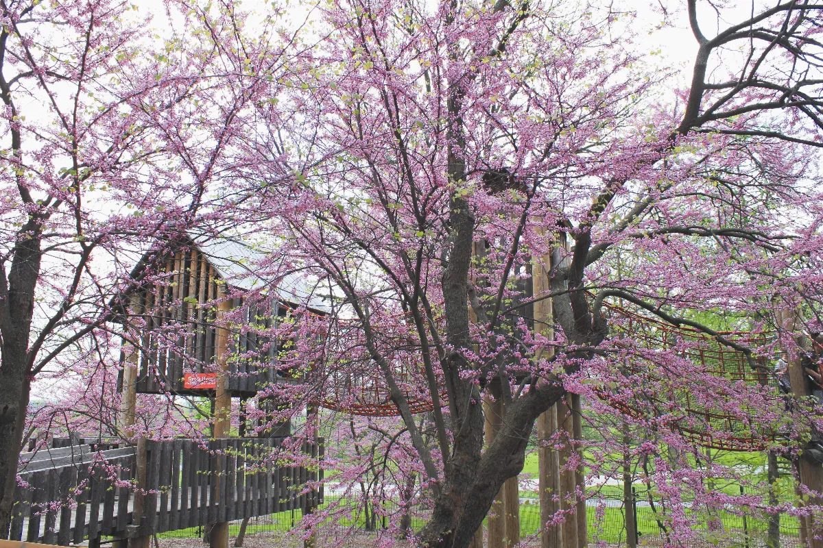 兼賞三峽櫻花秘道