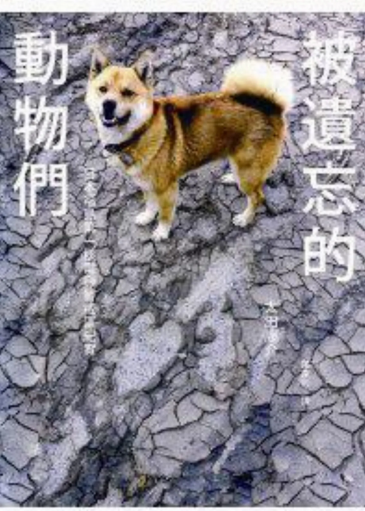 【書的消息】