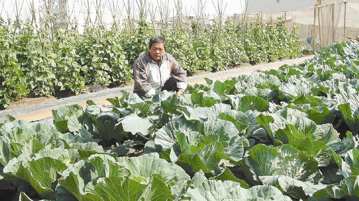 【社區部落格】無毒菜園 為老人加菜