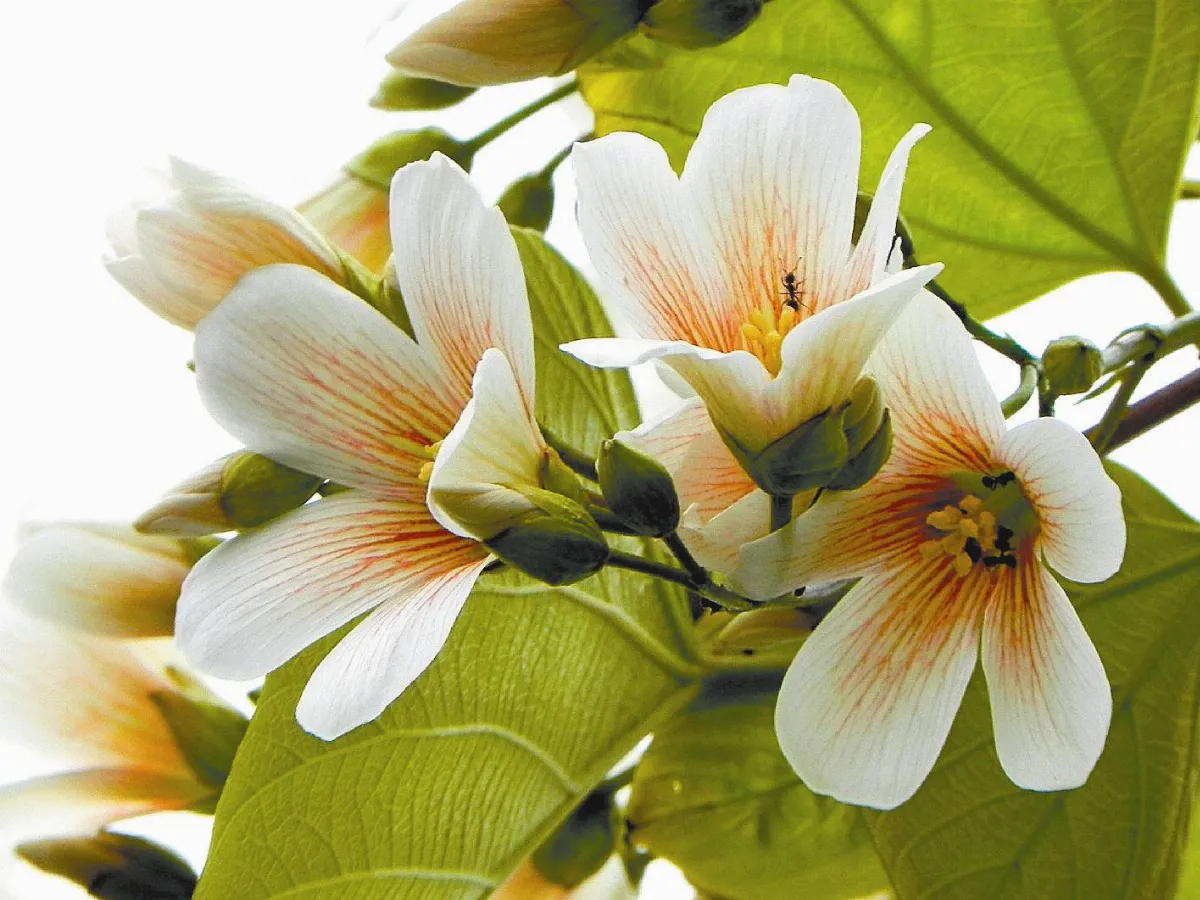 櫻花尾聲 油桐接棒