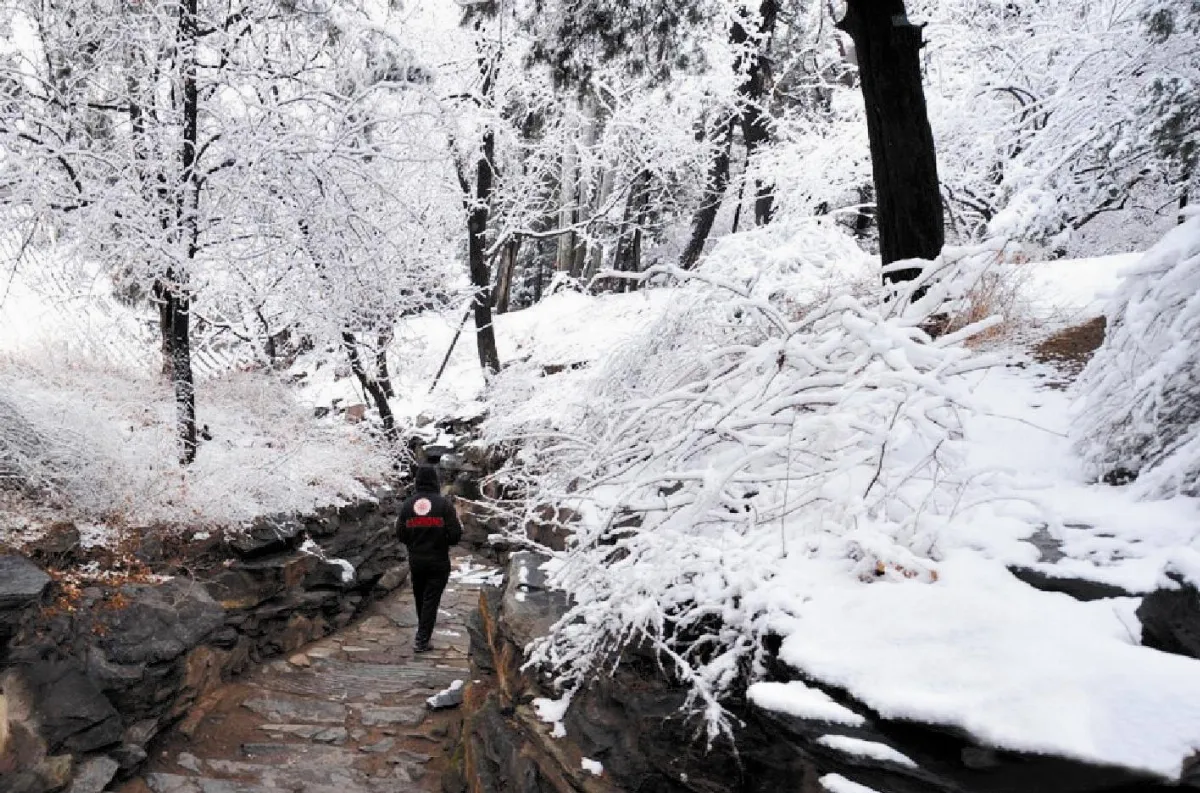 北京三月雪  看雪如賞櫻