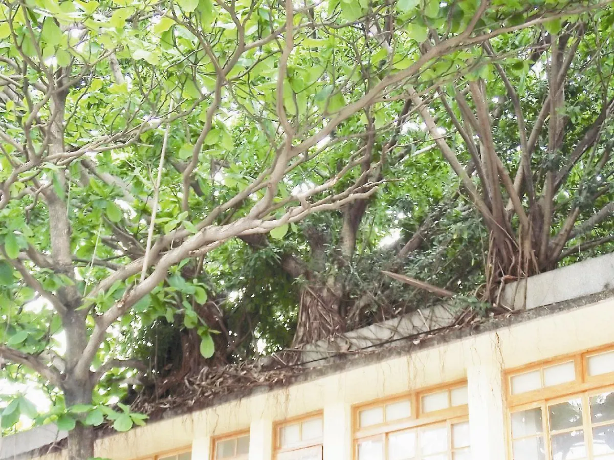 房屋長大樹