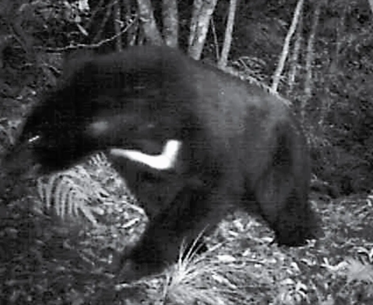 睽違2年 台灣黑熊出沒