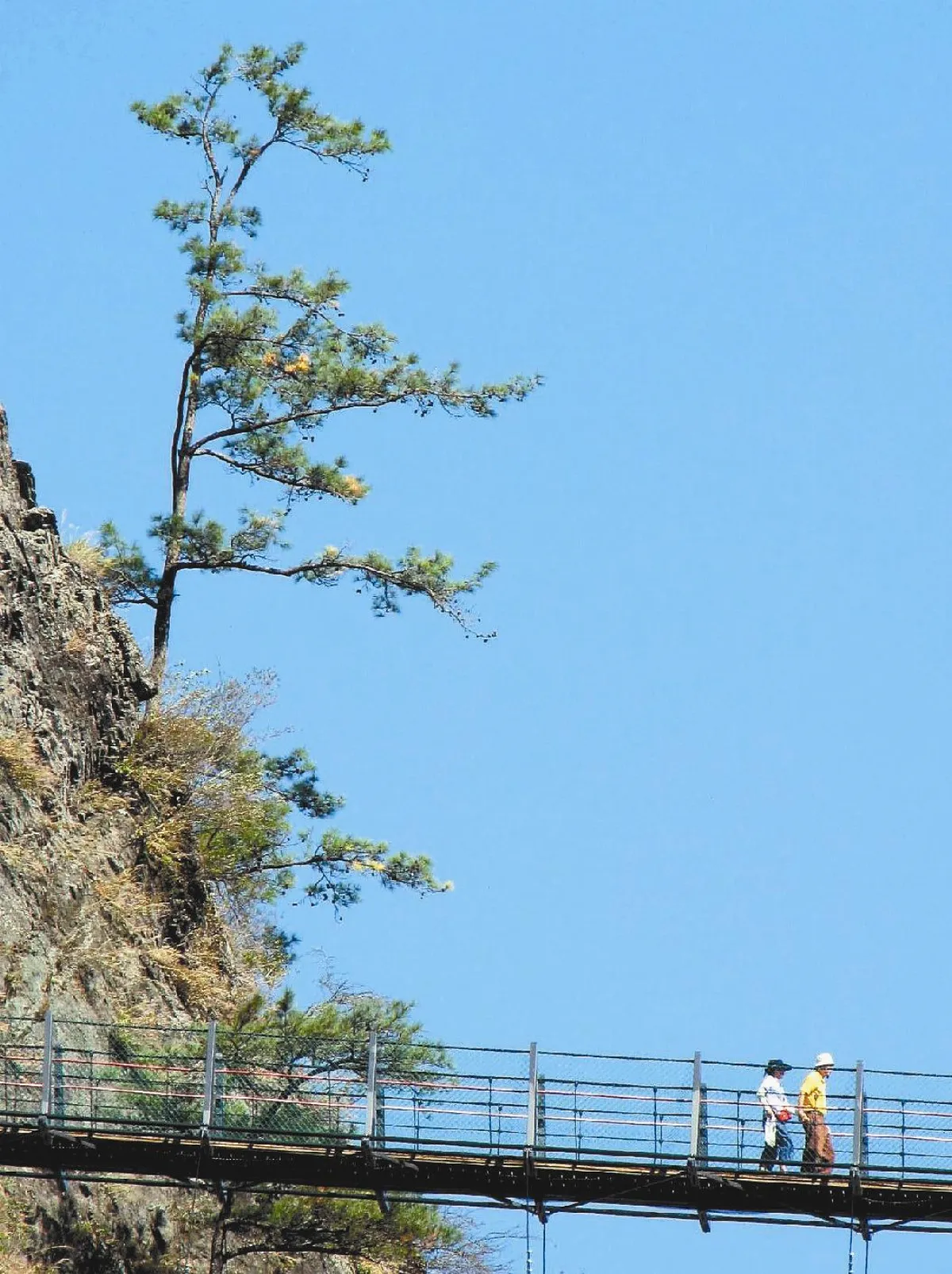 【社區部落格】峭壁五葉松 見證生命力
