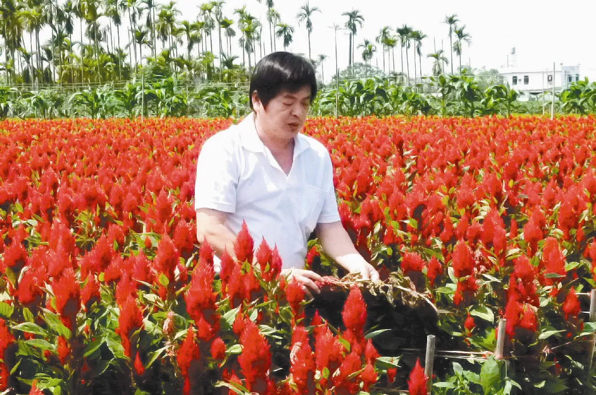 雞冠花 正火紅