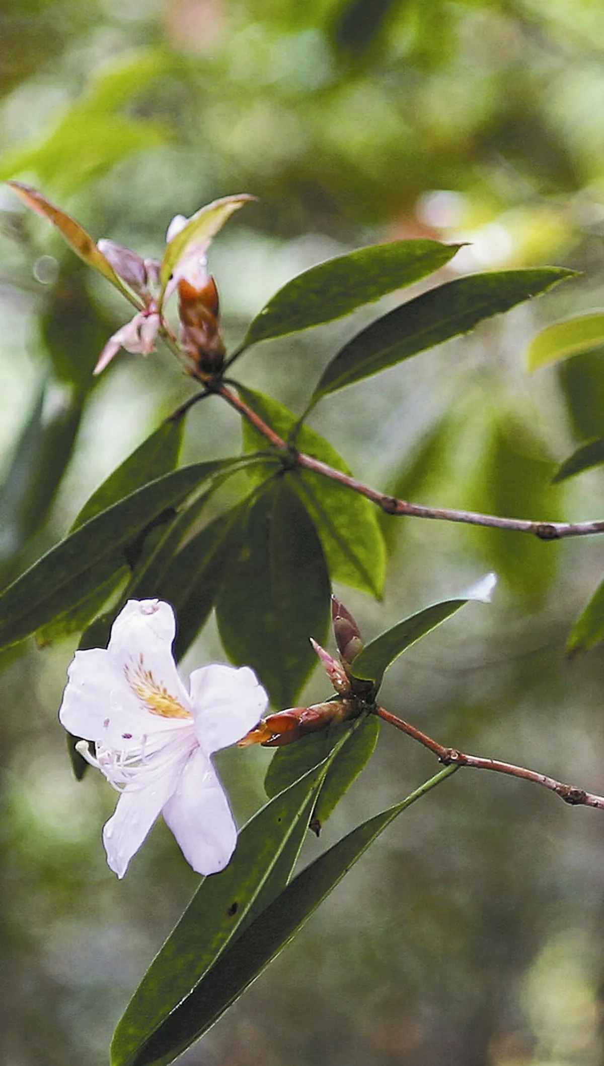 十大勝景集台灣之最