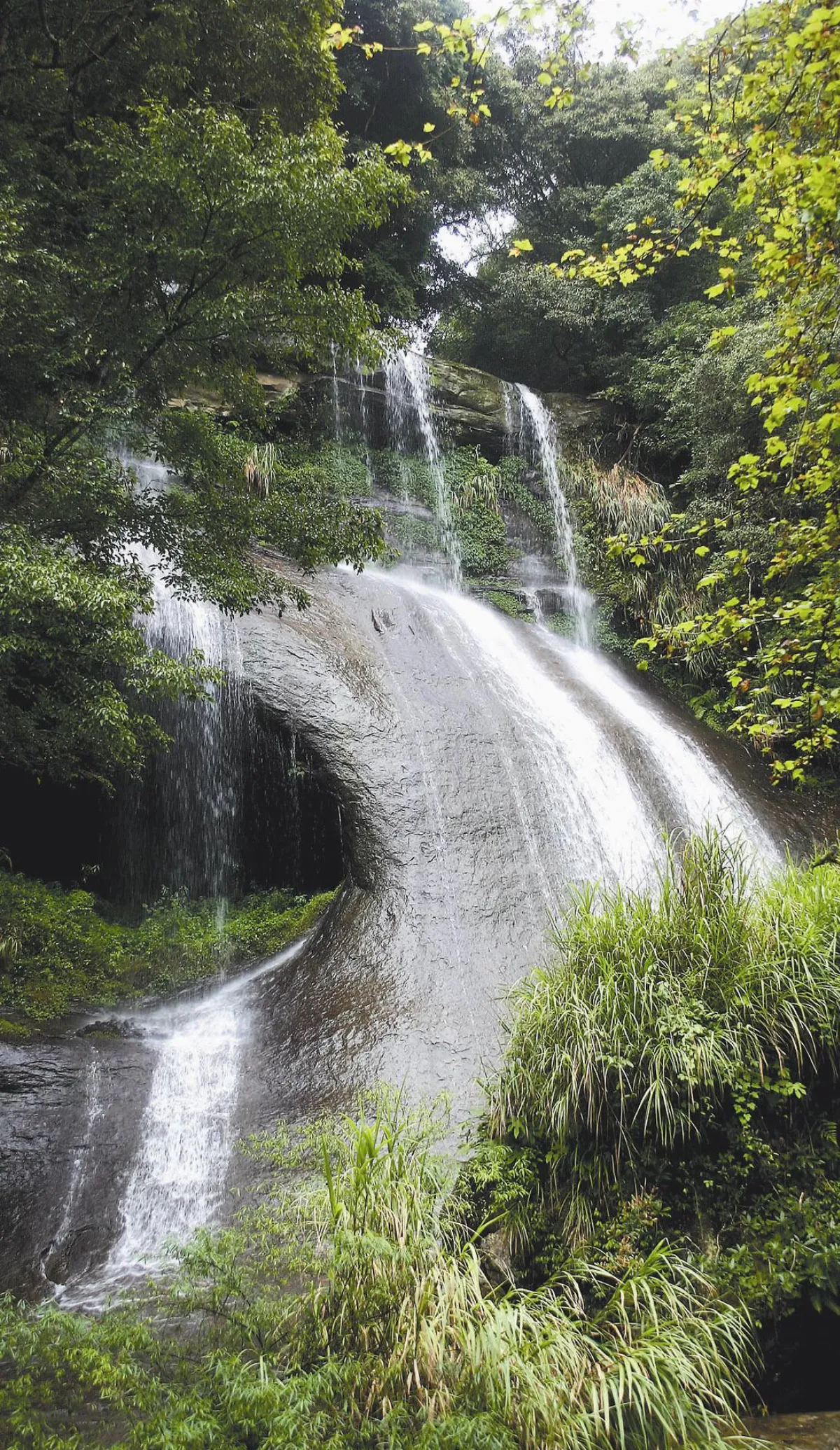牡丹花開  悠遊杉林溪