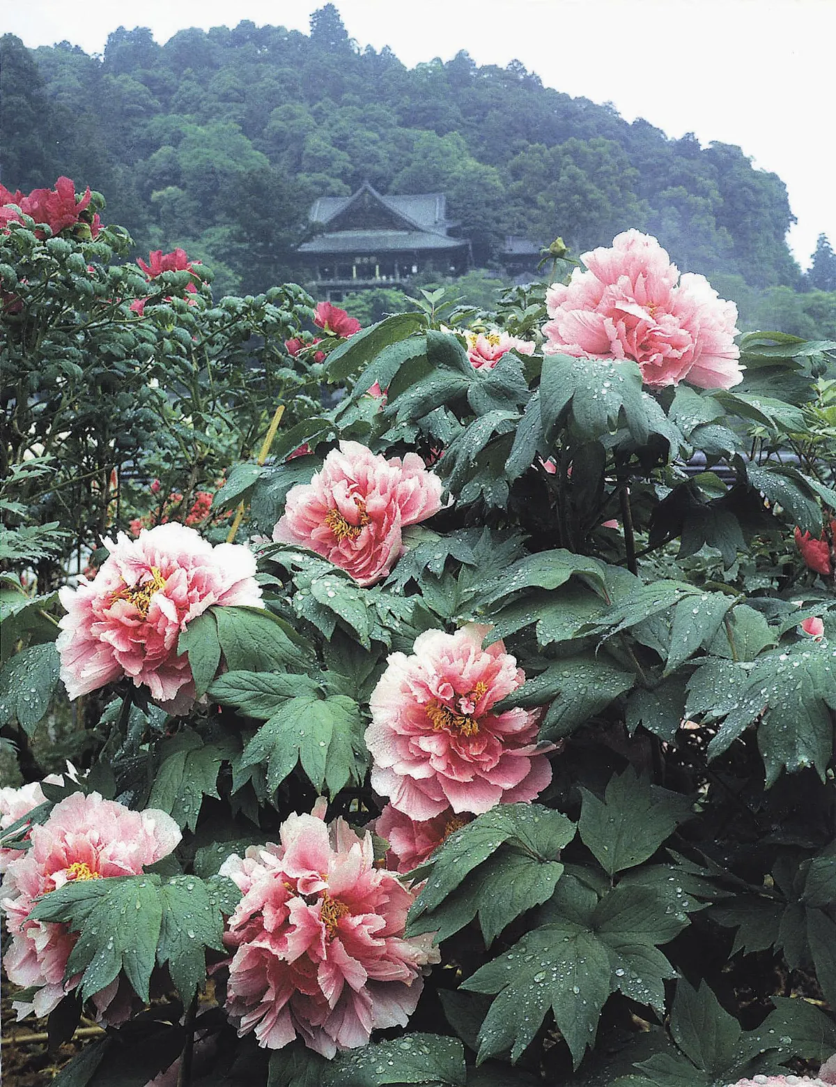 繁花遍野接力演出