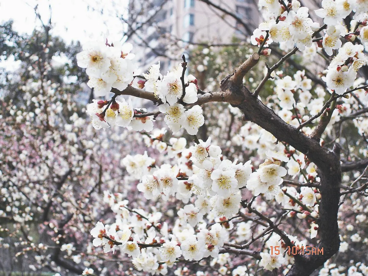 家的綠意    春神來了 花知道