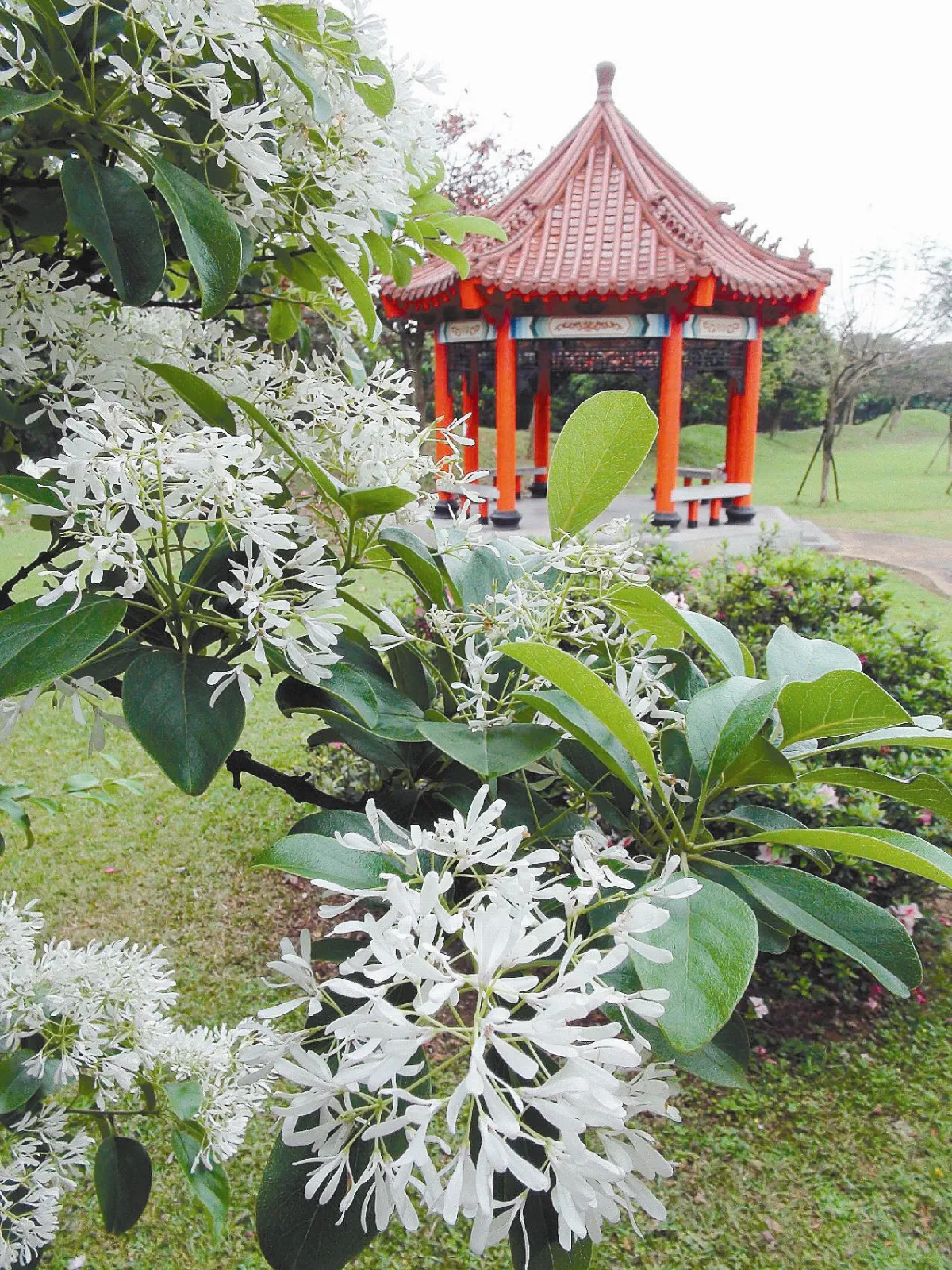 流蘇4月雪
