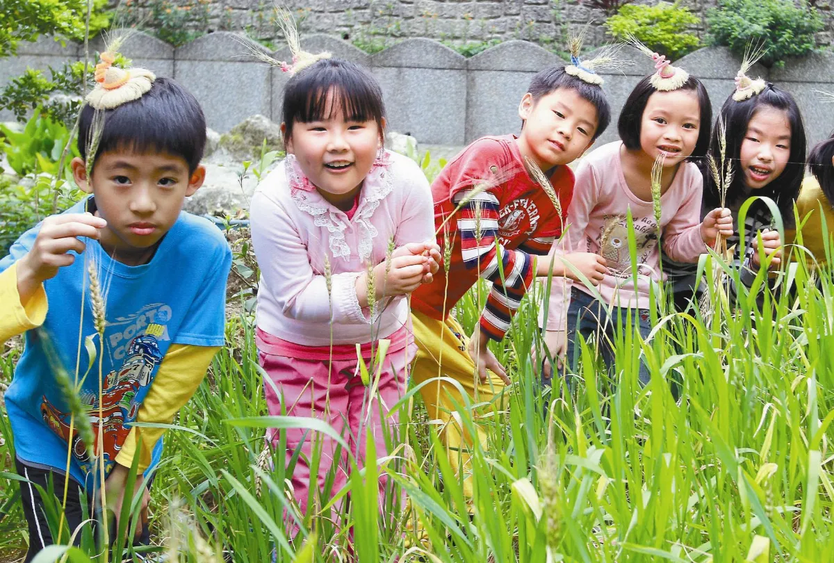 校園種小麥 指南國小學童開心收割