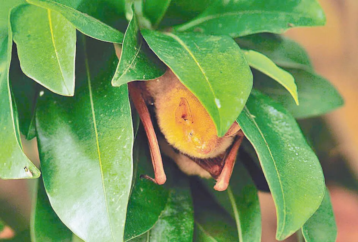 到雲林植樹 好蝠氣