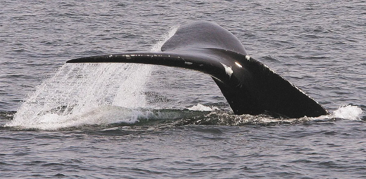 阻止致命船禍珍稀鯨出沒 App幫你閃