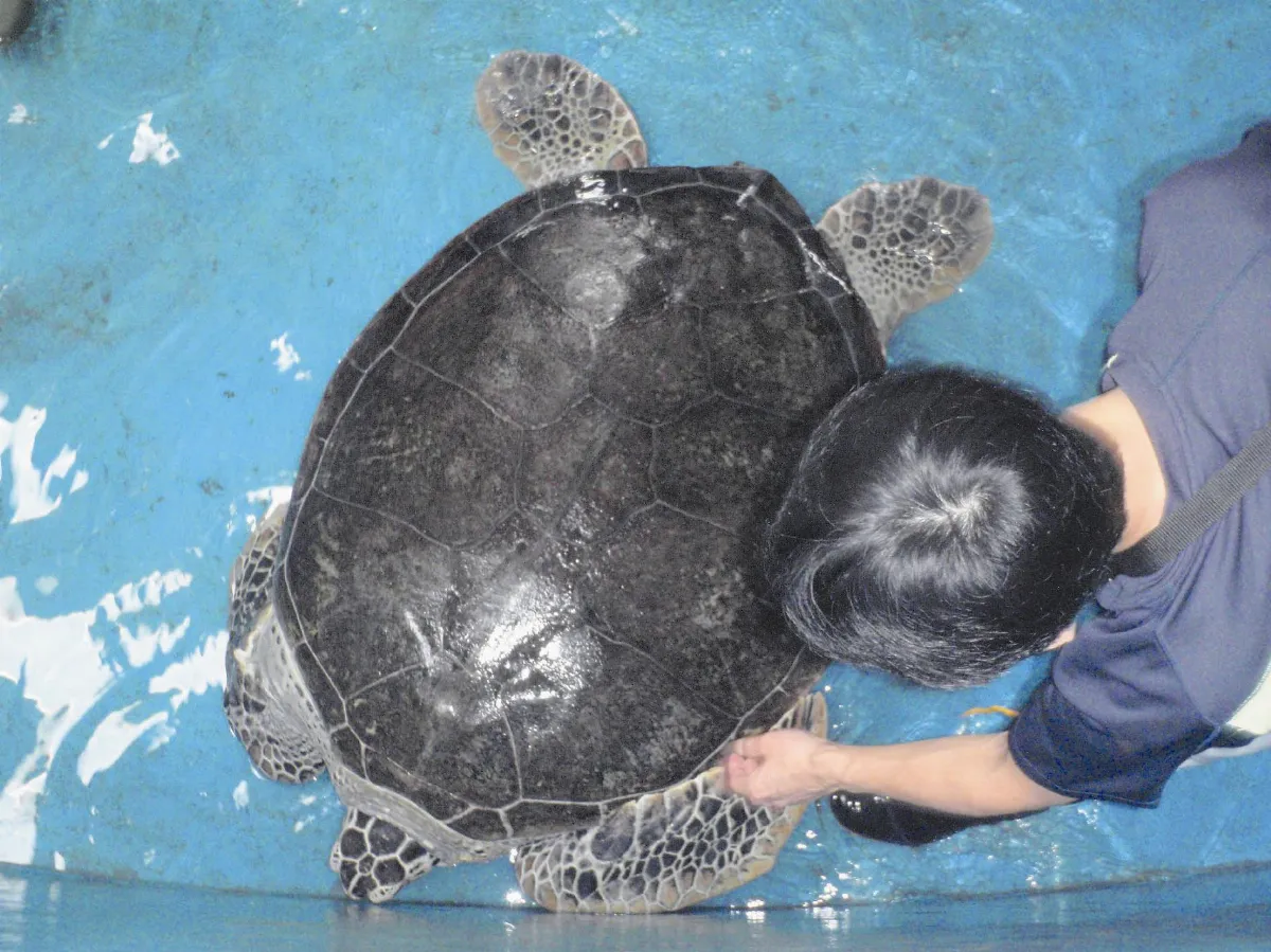 海生館收容海龜 照顧到終老