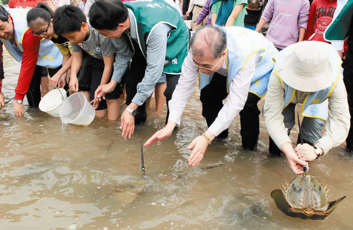 陶瓷鱟 金門祈福新藝品