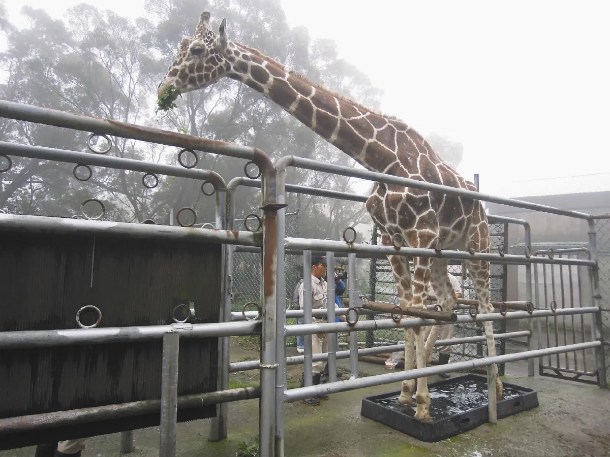 長頸鹿泡腳