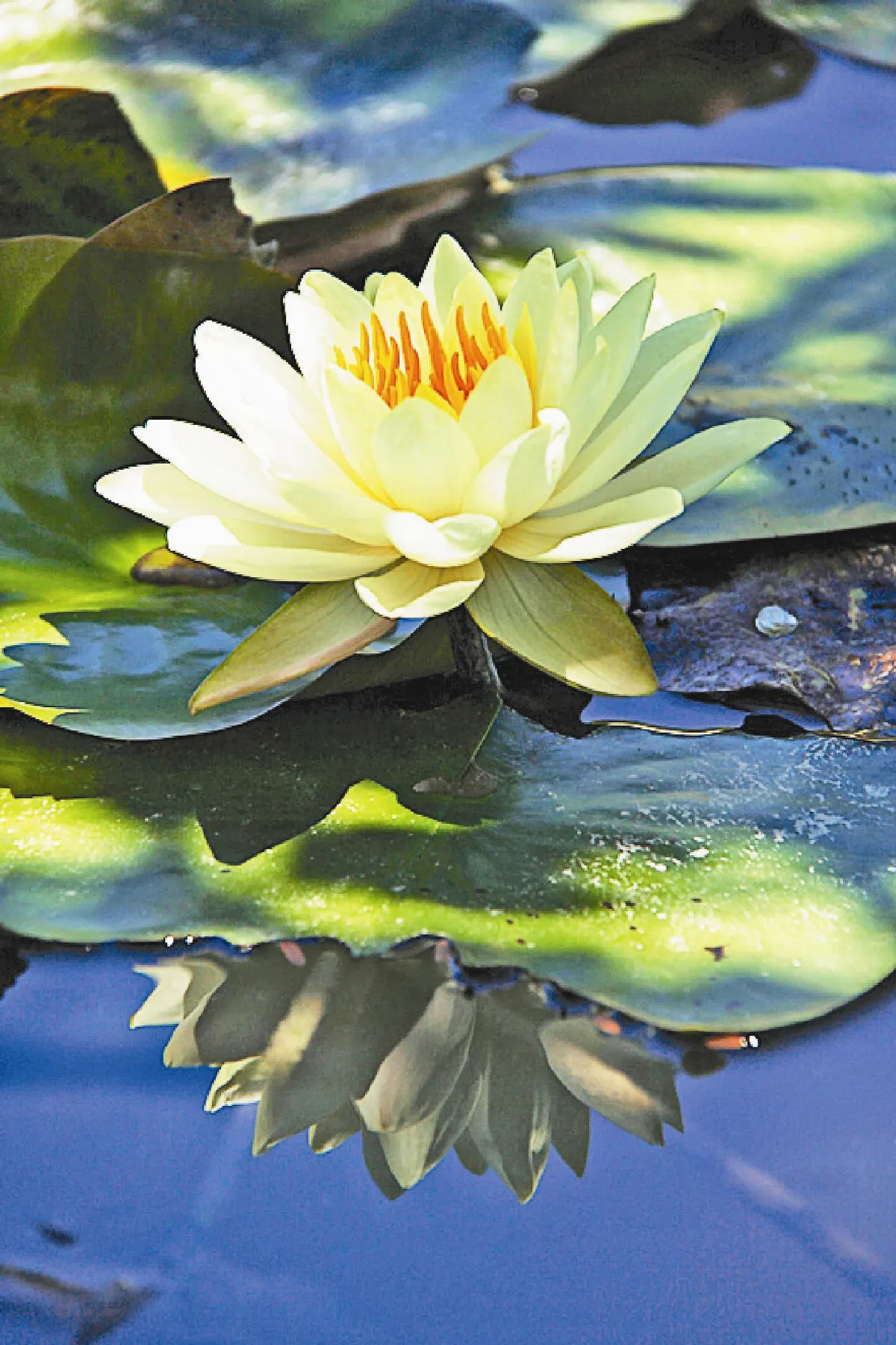 蓮花茶