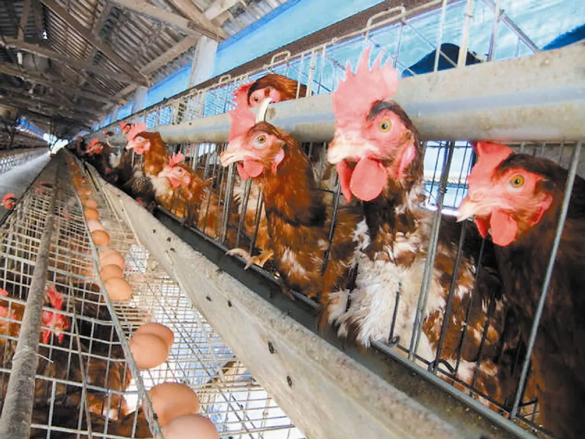 飼養處境  飼養不人道  動物處境堪憐