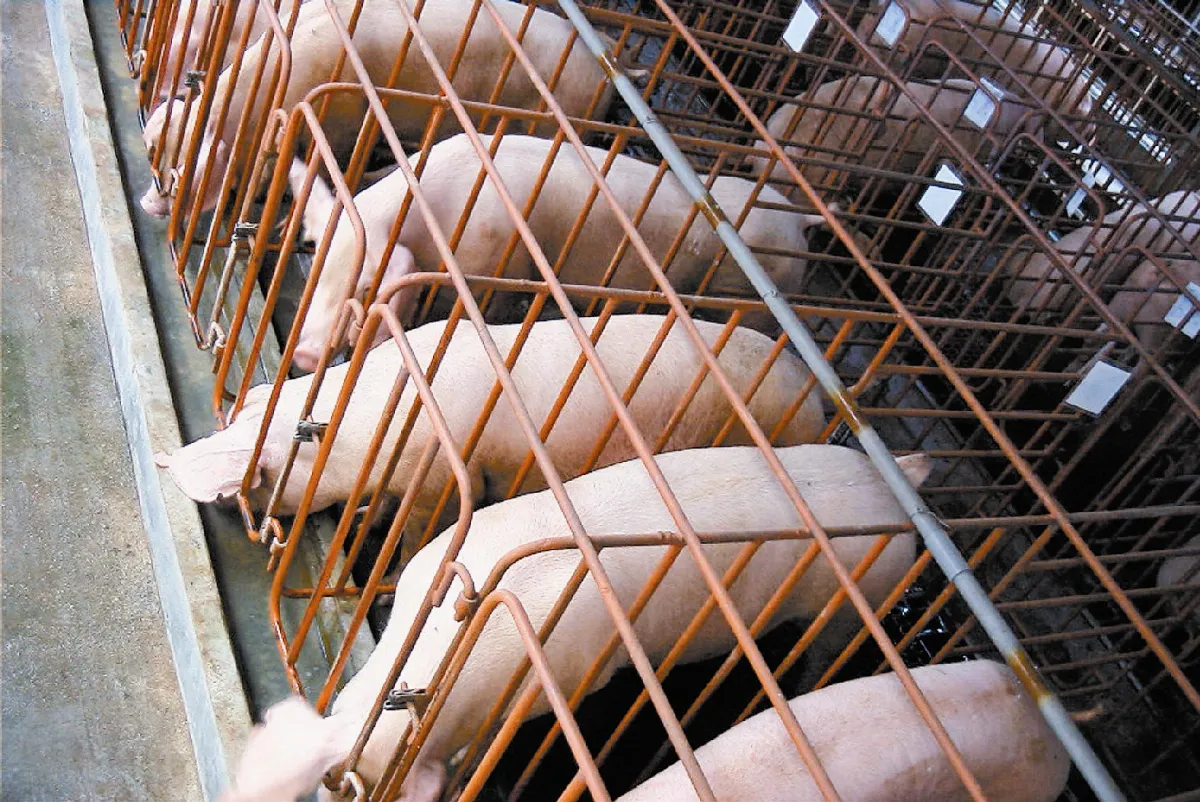 眼不見為淨的文明！