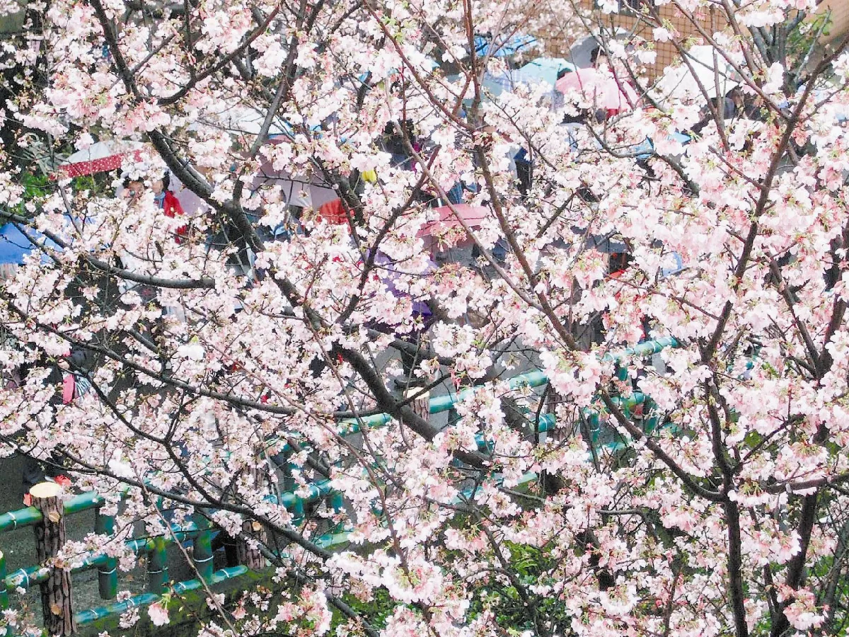 【生活快門】  櫻花、傘花