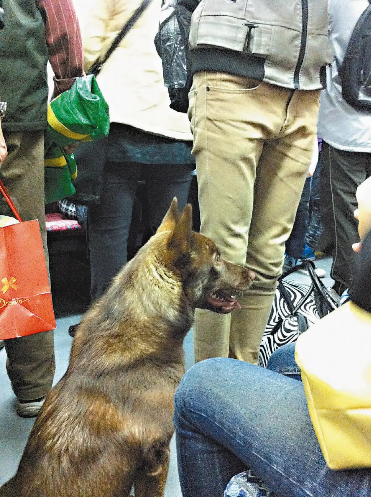 台版靈犬萊西流浪狗 會搭火車轉捷運