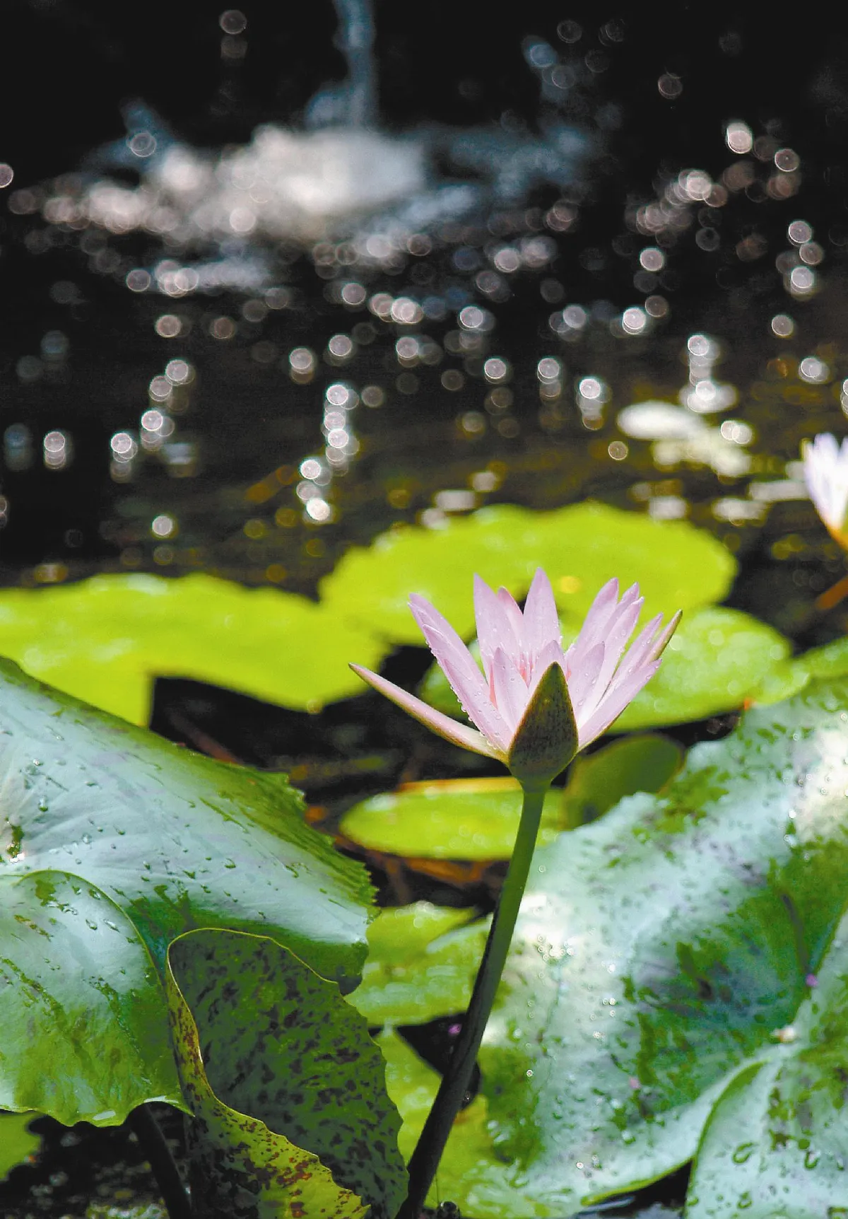 【機緣‧陳泰昌攝影展】靈山勝境