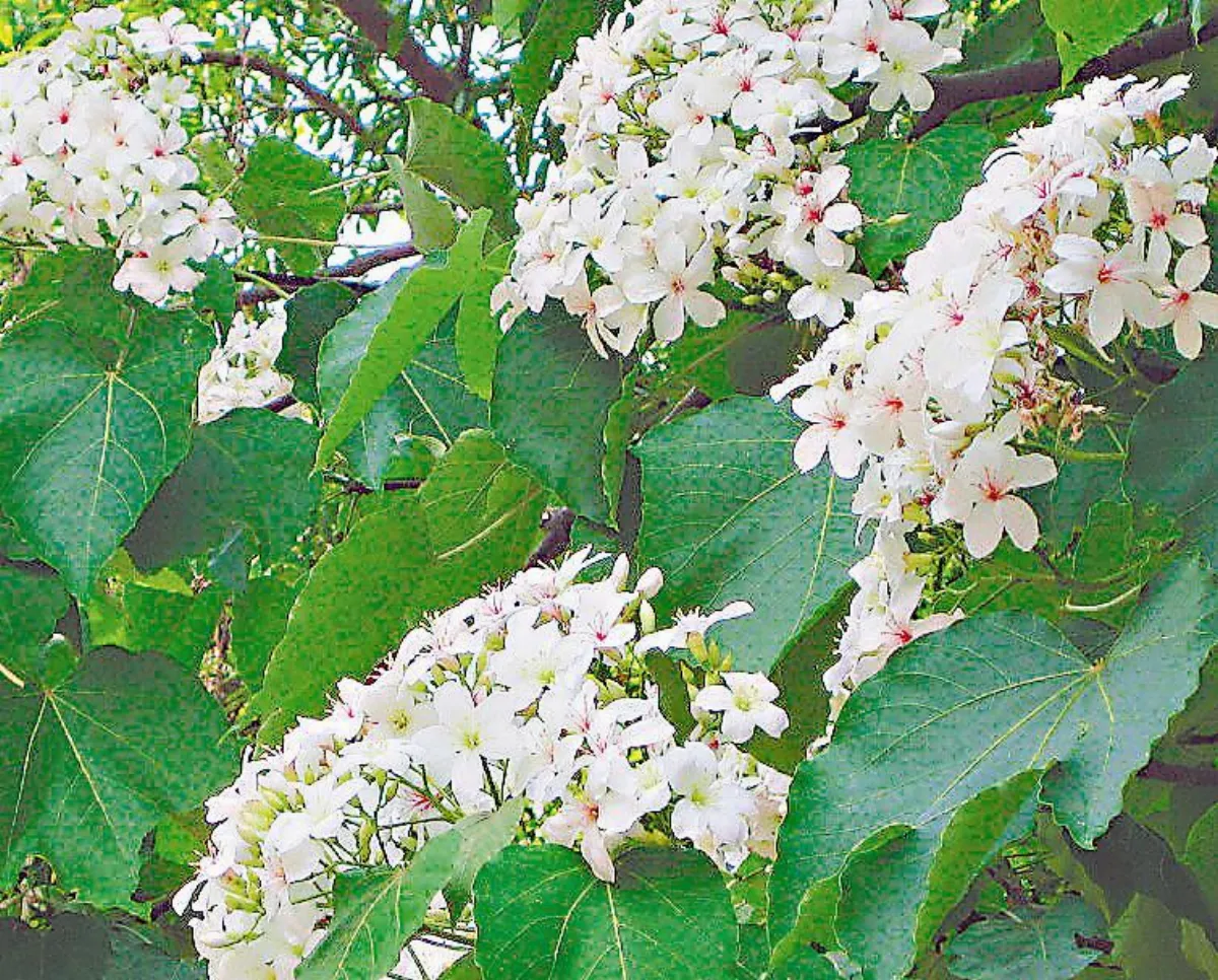 夏雪桐花處處飄