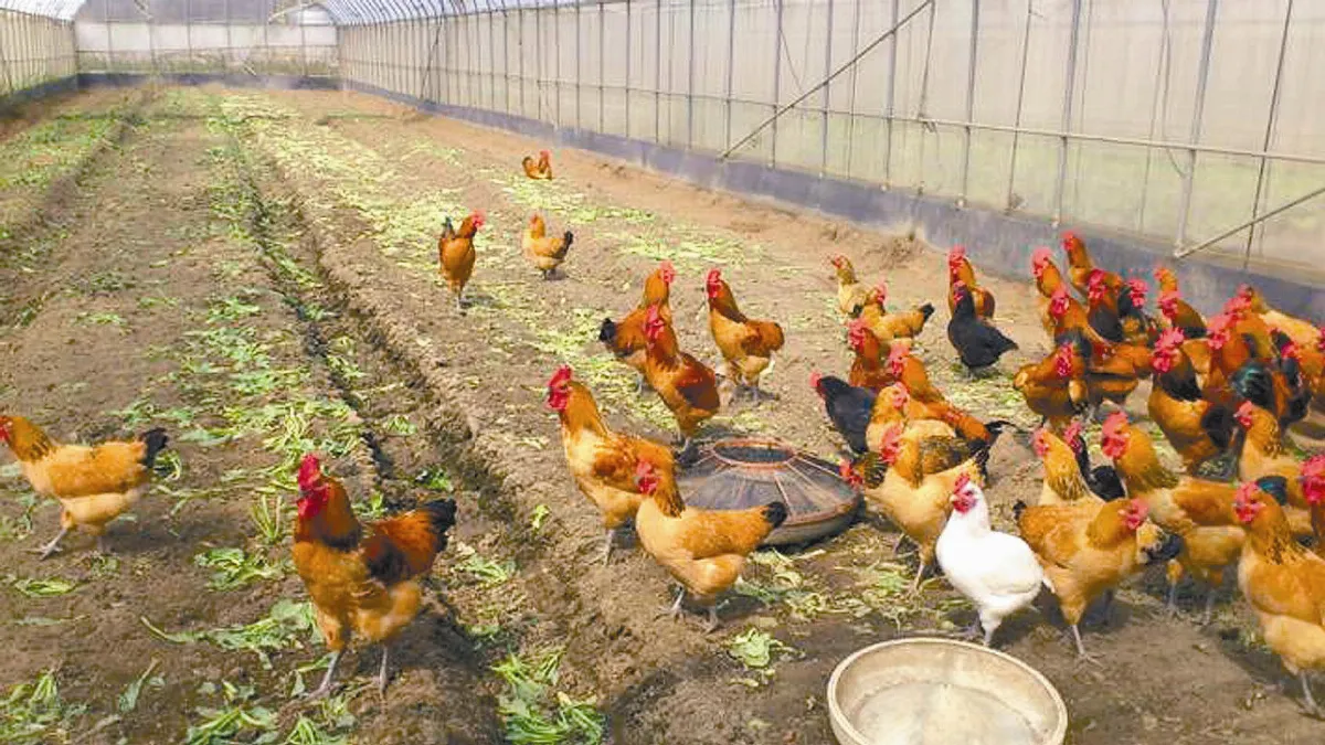 【人道飼養專題】（2之2）台灣人道飼養覺醒關鍵時刻來到