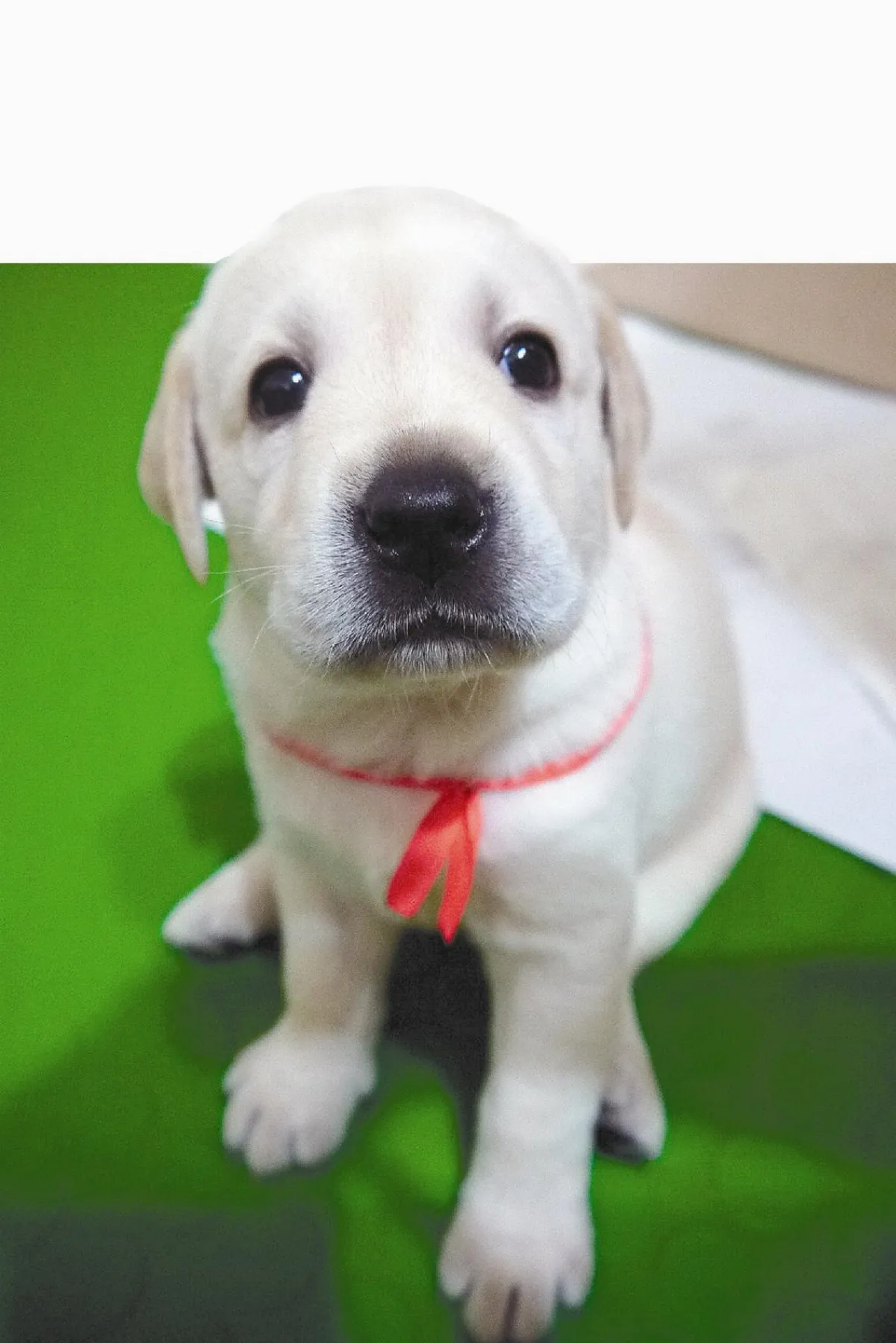 台灣2千視障者 才1隻可魯