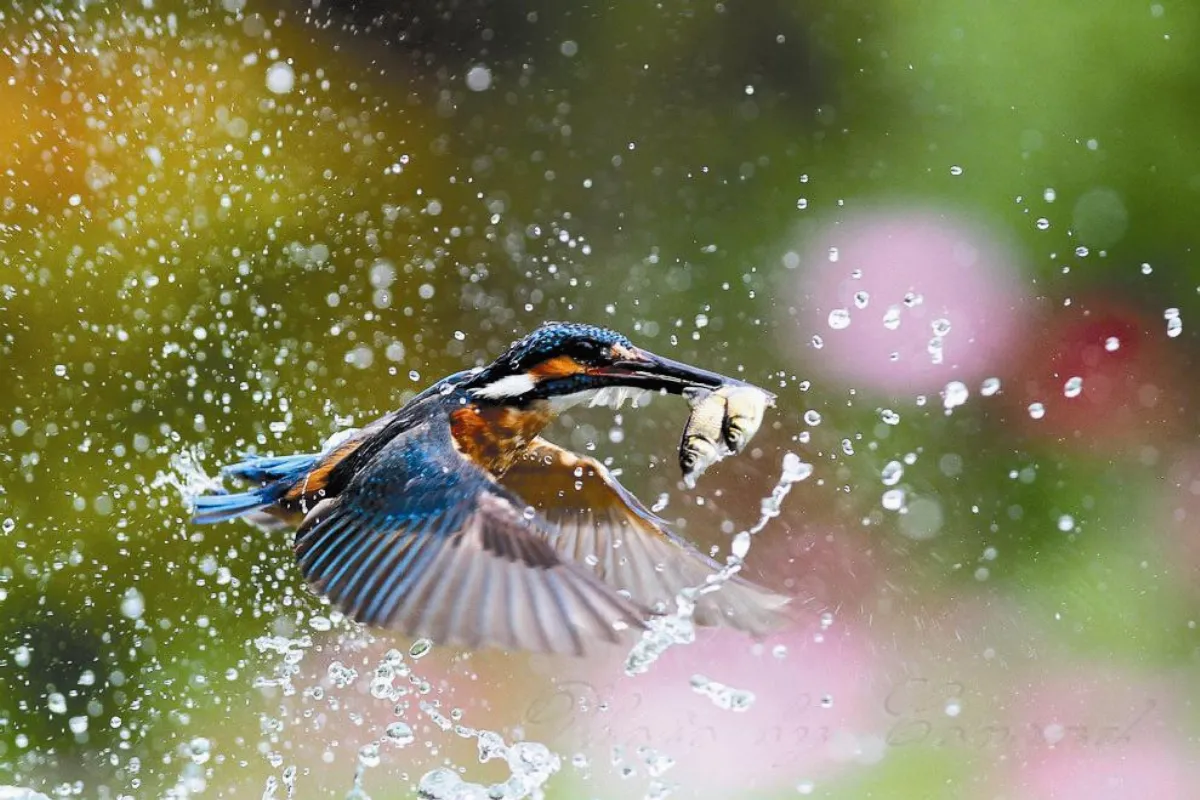 黃明康鳥卡 學子捨不得換
