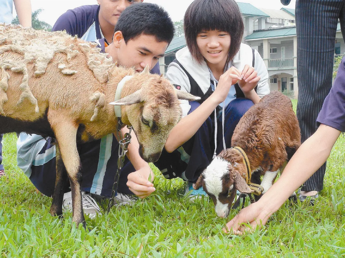 富源國中 放羊除草