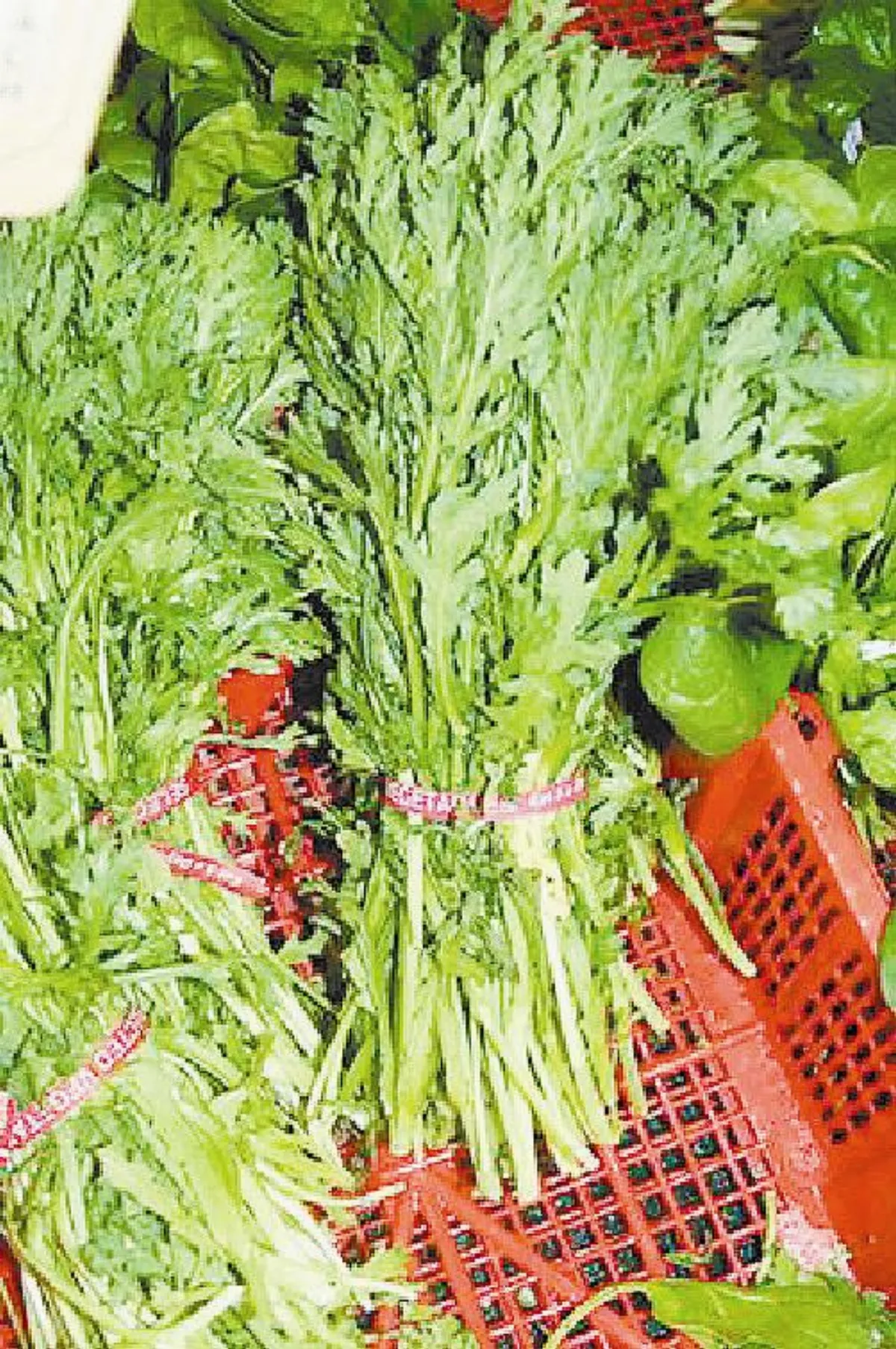 誤食黃菀 11人劇烈嘔吐