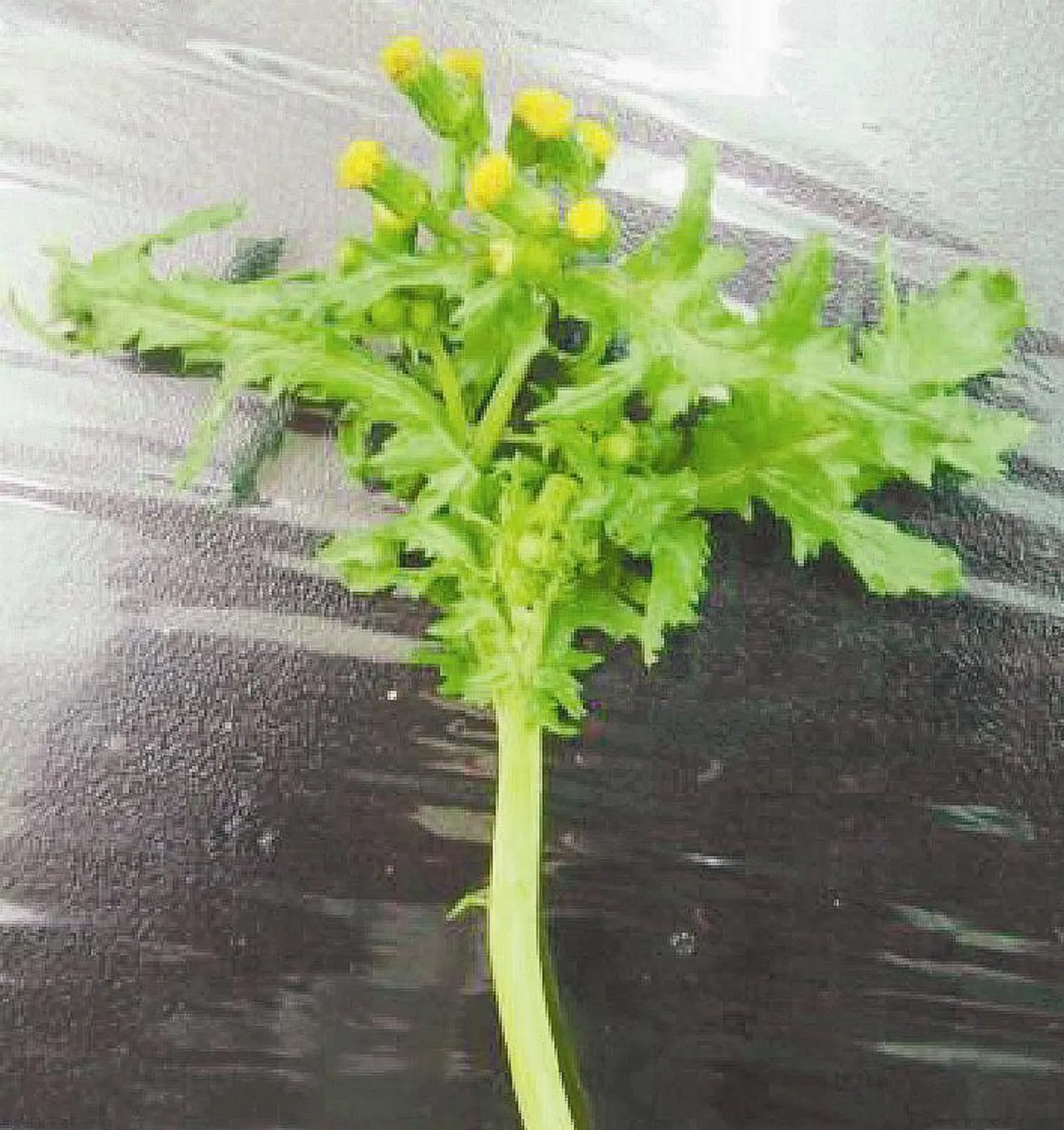 誤食黃菀 11人劇烈嘔吐