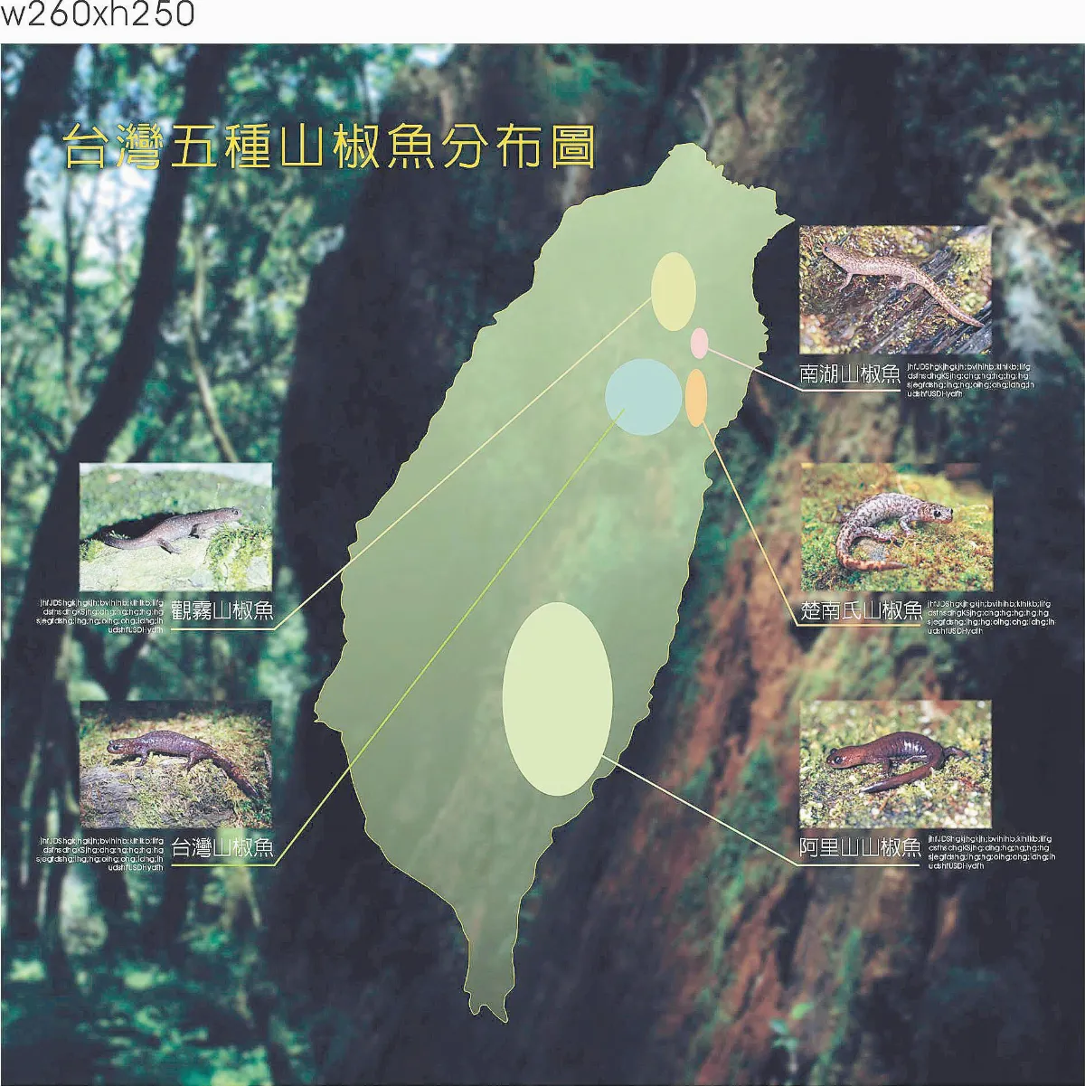行政院國家科學委員會National  Science  Council補助案  生態界活化石山椒魚