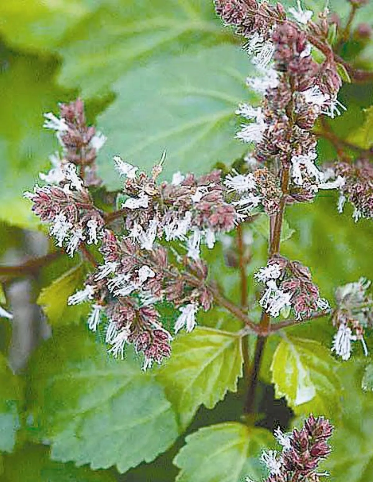 【芳香好節氣】整合、平靜身心—廣藿香
